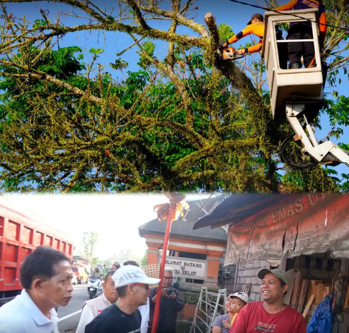 Bupati Klungkung, I Made Satria, meninjau langsung proses pemangkasan pohon perindang di Jalan Raya Besakih, Desa Akah